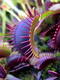 Dionaea muscipula Dent long Venus fly trap seeds