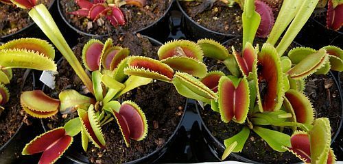 Dionaea muscipula Dentata venus fly trap seeds