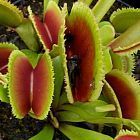 Dionaea muscipula Dentata Venusfliegenfalle Samen