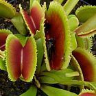 Dionaea muscipula Dentata  cемян