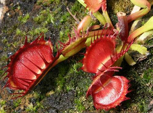 Dionaea muscipula Destroyer venus fly trap seeds