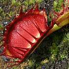 Dionaea muscipula Destroyer Venusfliegenfalle Samen
