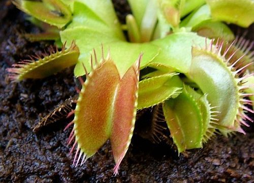 Dionaea muscipula Dingley Giant venus fly trap seeds