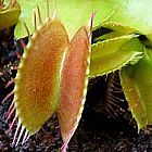 Dionaea muscipula Dingley Giant  cемян