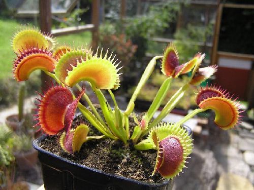 Dionaea muscipula Fake Dracula venus fly trap seeds