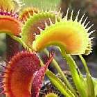 Dionaea muscipula Fake Dracula