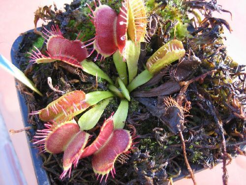 Dionaea muscipula Fondue Venusfliegenfalle seeds