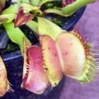 Dionaea muscipula Fondue dion?e graines