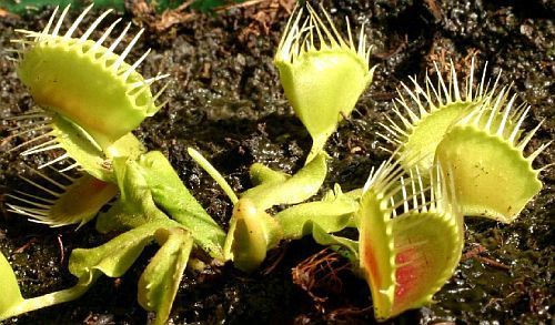 Dionaea muscipula Funnel Trap venus fly trap seeds