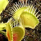 Dionaea muscipula Funnel Trap