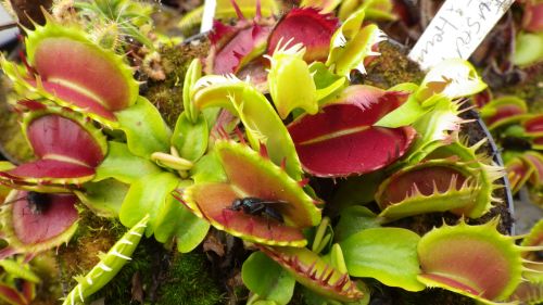 Dionaea muscipula Fused Teeth Extreme Venus fly trap seeds