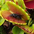 Dionaea muscipula Fused Teeth Extreme Venusfliegenfalle Samen