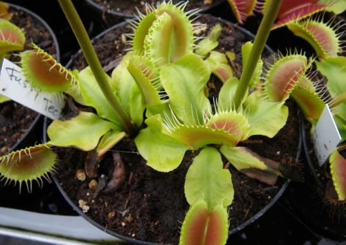 Dionaea muscipula Fussy Teeth Venus fly trap seeds