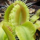 Dionaea muscipula Fussy Teeth  semillas