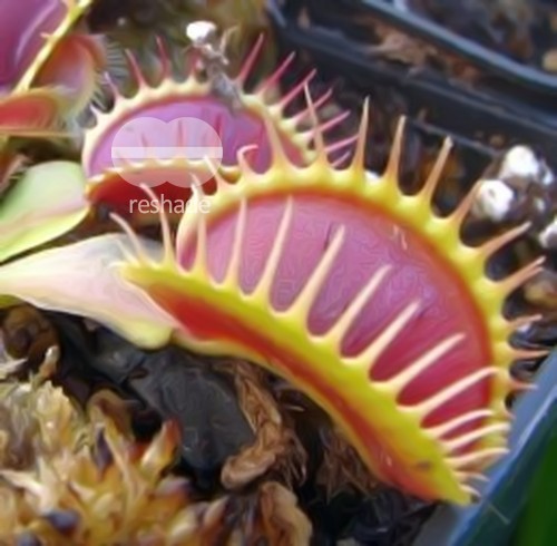 Dionaea muscipula G14 Dirk Venthams Giant venus fly trap seeds