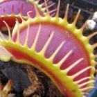 Dionaea muscipula G14 Dirk Venthams Giant Venusfliegenfalle Samen