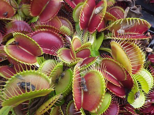 Dionaea muscipula G16 Slacks Giant venus fly trap seeds