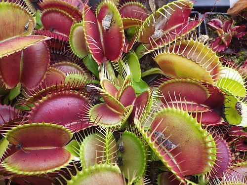 Dionaea muscipula G16 Slacks Giant venus fly trap seeds