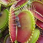 Dionaea muscipula G16 Slacks Giant