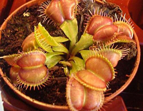 Dionaea muscipula Galaxy venus fly trap seeds