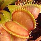 Dionaea muscipula Galaxy Venusfliegenfalle Samen