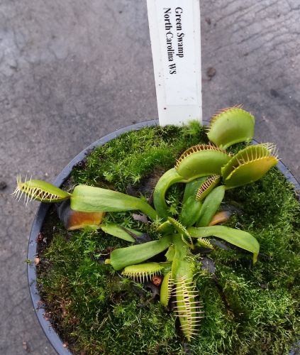 Dionaea muscipula Green Swamp Venus fly trap Green Swamp seeds