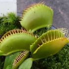Dionaea muscipula Green Swamp Venusfliegenfalle Green Swamp Samen