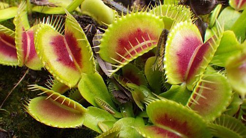 Dionaea muscipula H15 BCP venus fly trap seeds