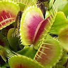 Dionaea muscipula H15 BCP  semillas