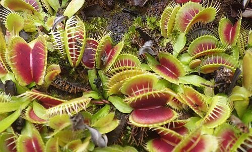 Dionaea muscipula H52 venus fly trap H52 seeds