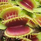 Dionaea muscipula H52 Dion?e attrape-mouche H52 graines