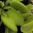 Dionaea muscipula Harmony la dion?e - plante carnivore?  graines