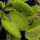 Dionaea muscipula Harmony