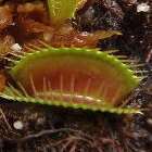 Dionaea muscipula Kayan la dion?e - plante carnivore?  graines