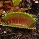 Dionaea muscipula Kayan  cемян