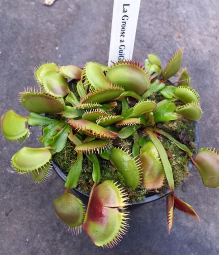 Dionaea muscipula La Grosse Venus fly trap La Grosse seeds