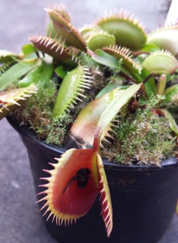 Dionaea muscipula La Grosse Venus fly trap La Grosse seeds