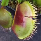 Dionaea muscipula La Grosse