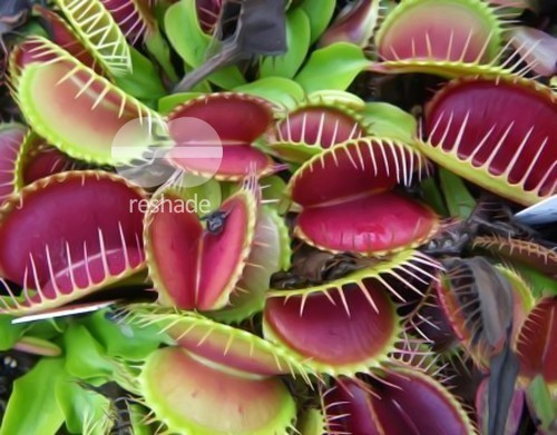Dionaea muscipula Low Giant venus fly trap seeds