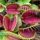 Dionaea muscipula Low Giant  semi