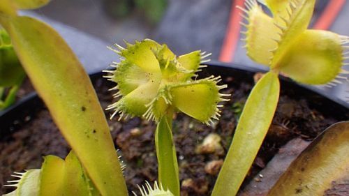 Dionaea muscipula Master of Disaster venus fly trap seeds