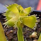 Dionaea muscipula Master of Disaster Venusfliegenfalle Samen