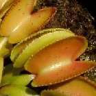 Dionaea muscipula Microdent la dion?e - plante carnivore?  graines