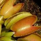 Dionaea muscipula Microdent Venusfliegenfalle Samen