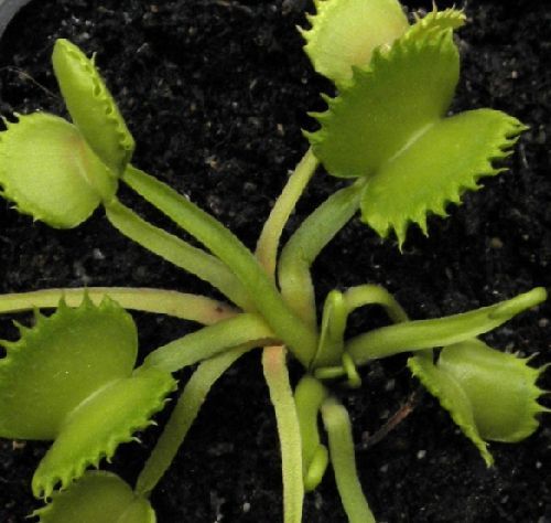 Dionaea muscipula Mirror venus fly trap seeds