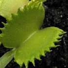 Dionaea muscipula Mirror la dion?e - plante carnivore?  graines