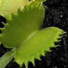 Dionaea muscipula Mirror  cемян