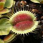 Dionaea muscipula Monkey Ass  semillas