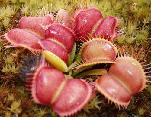 Dionaea muscipula Moon Trap venus fly trap seeds