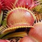 Dionaea muscipula Moon Trap Venusfliegenfalle Samen